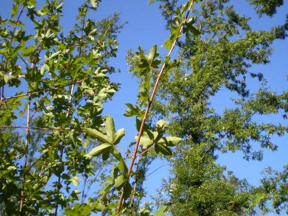 Acer campestre